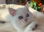 Joseph - Scottish Straight Kitten For Sale - 