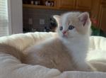 Butter - Scottish Straight Kitten For Sale - Kansas City, MO, US