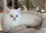 Justin - Scottish Straight Kitten For Sale - Kansas City, MO, US