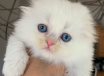 Bunny - Scottish Fold Kitten For Sale - Kansas City, MO, US