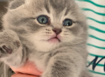 Limpo - Scottish Fold Kitten For Sale - Kansas City, MO, US