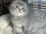 Luka - Scottish Fold Kitten For Sale - Kansas City, MO, US