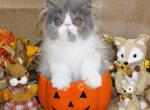 Show Quality Blue Smoke and White Bi Color - Persian Kitten For Sale - 