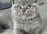 Mr Darcy - British Shorthair Kitten For Sale - San Antonio, TX, US