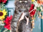 Shadow - Maine Coon Kitten For Sale - New Park, PA, US