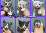 Kittens - American Shorthair Kitten For Sale - Leominster, MA, US