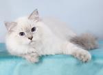 Violetta - Siberian Kitten For Sale - Miami, FL, US