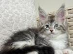 Ulana - Maine Coon Kitten For Sale - Hollywood, FL, US