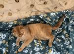 Leo - Scottish Fold Kitten For Sale - 