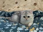 Anica - Scottish Fold Kitten For Sale - Cleveland, OH, US