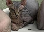 Dark Tabby Female - Sphynx Kitten For Sale - 