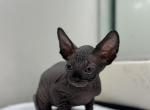 Sphynx kittens - Sphynx Kitten For Sale - Miami, FL, US