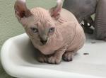 Light Tabby Female - Sphynx Kitten For Sale - Greenbrier, TN, US