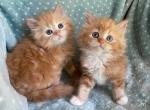 British Longhair Orange Male - British Shorthair Kitten For Sale - Orlando, FL, US