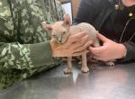 Light Tabby Male One - Sphynx Kitten For Sale - 