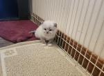 Asia's female kitten - Himalayan Kitten For Sale - 