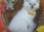 Terry - Ragdoll Kitten For Sale - Reedsville, PA, US