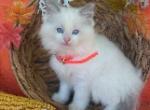 Duke - Ragdoll Kitten For Sale - Reedsville, PA, US