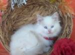 Isabella - Ragdoll Kitten For Sale - 