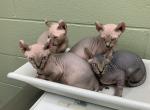 Binx and Nellie Litter - Sphynx Kitten For Sale - Greenbrier, TN, US