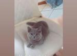 Boo - British Shorthair Kitten For Sale - 