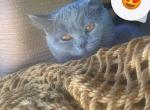 British Shorthairss - British Shorthair Kitten For Sale - 