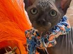 Black Elf - Sphynx Kitten For Sale - 