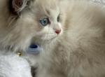 marvelous raggies - Ragdoll Kitten For Sale - Flushing, NY, US