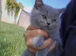 British shorthair female - British Shorthair Kitten For Sale - 