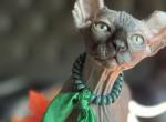 Black Elf male - Sphynx Kitten For Sale - Columbus, OH, US