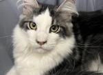 D You Are A Darling - Maine Coon Kitten For Sale - Cameron, MO, US