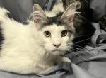 C You Are A Cutie - Maine Coon Kitten For Sale - Cameron, MO, US