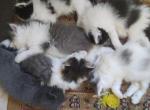 Cuties - Domestic Kitten For Sale - 