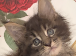 tiger two - Maine Coon Kitten For Sale - 