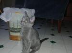 1 grey kitten - Domestic Kitten For Sale - Lawrence, MA, US