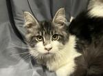 H You Are So Heavenly - Maine Coon Kitten For Sale - Cameron, MO, US