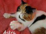 Astra - Exotic Kitten For Sale - Lemont, IL, US