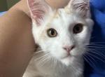 Quentin - Maine Coon Kitten For Sale - 