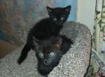 3 black kittens - Domestic Kitten For Sale - Lawrence, MA, US