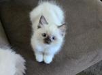 Pink Collar - Ragdoll Kitten For Sale - Saint Paul, MN, US