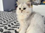 shine - Scottish Straight Kitten For Sale - Miami, FL, US