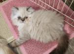 Willow's litter - Himalayan Kitten For Sale - 