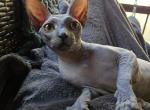 Siren - Sphynx Kitten For Sale - Boston, MA, US