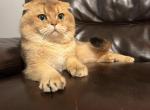 Money - Scottish Fold Cat For Sale - Houston, TX, US