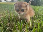 Ramy - Domestic Kitten For Sale - 