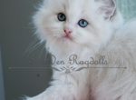 Hercules - Ragdoll Kitten For Sale - 