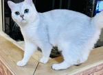 British Shorthair therapy cat Lucky - British Shorthair Kitten For Sale - 