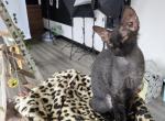 Sphynx Rex Kittens Awaiting forever homes - Sphynx Kitten For Sale - 