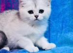 Silver Ticked girl Elsa - British Shorthair Kitten For Sale - NY, US