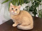 British Shorthair Golden  Female - British Shorthair Kitten For Sale - 